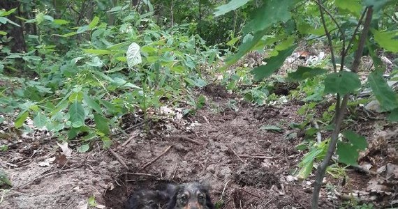 Na zakopanego w lesie psa natknął się mieszkaniec Huty Komorowskiej. Zwierzę skomlało. Policjanci z Kolbuszowej apelują o pomoc w ustaleniu właściciela psa.