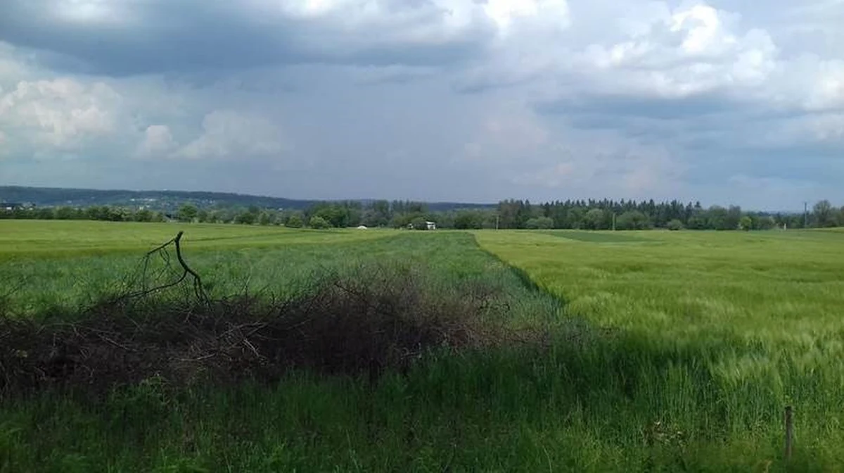 W krakowskiej Olszanicy, w odległości kilkuset metrów od domów, powstać miały tzw. poletka remediacyjne, gdzie oczyszczana miała być skażona gleba. Urzędnicy nie zgadzają się jednak na tego typu inwestycję. "Charakter prowadzonej działalności i jej rozmiary, naszym zdaniem, mogły w bardzo istotny sposób wpłynąć na otaczające środowisko" - tłumaczy Ewa Olszowska-Dej, zastępca dyrektora Wydziału Kształtowania Środowiska Urzędu Miasta Krakowa.