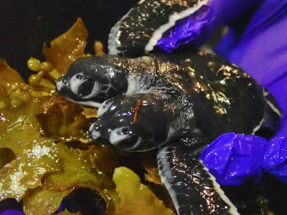 Żółw z dwoma głowami urodził się na malezyjskiej wyspie Mabul. Niestety, przeżył zaledwie kilka dni. 