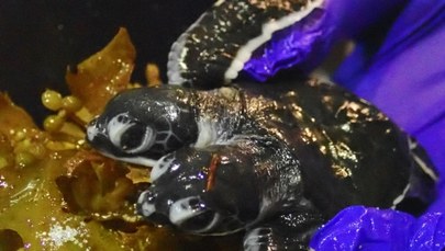 Dwugłowy żółw przyszedł na świat na wyspie Mabul