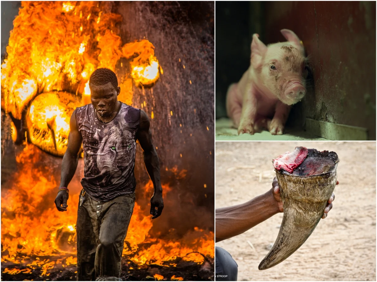 Woda życia i planeta plastiku, dzika przyroda i ginące gatunki, produkcja żywności a ekologia, zmiany klimatu i smog… arcyciekawie zapowiada się 2. odsłona Kraków International Green Film Festival! Impreza potrwa od 18 do 25 sierpnia, a sześć pierwszych dni poświęconych będzie pokazom konkursowym. Generalna zasada: nowy dzień to nowy temat!