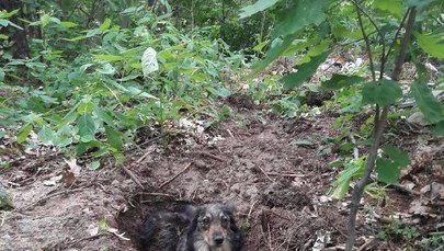 Zakopał żywcem swojego psa. Myślał, że zwierzę nie żyje