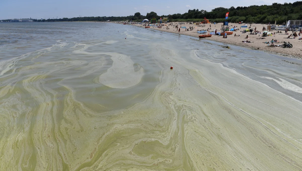 Do czterech kąpielisk w Gdańsku zamkniętych od czwartku z powodu sinic, które pojawiły się w przybrzeżnych wodach Zatoki Gdańskiej, w piątek po południu dołączyło kolejne – w Mikoszewie. Sytuacja w każdej chwili może ulec zmianie.