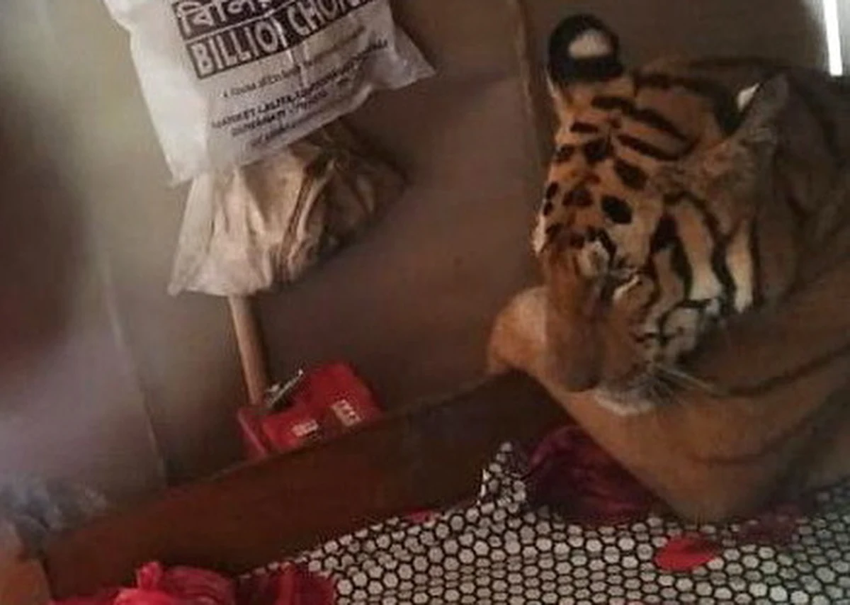 Pewna rodzina z Indii opuściła dom w obawy przed powodzią. Kiedy monsunowe deszcze ustały, wróciła do siebie. W sypialni zastali niezapowiedzianego gościa. Na łóżku spał sobie smacznie… tygrys. Zdjęcie, które zrobili jest hitem internetu.