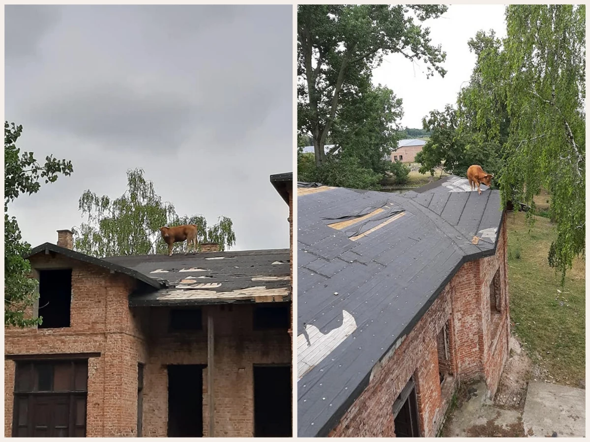 Nietypowa interwencja strażaków z gminy Sochocin na Mazowszu. Mieszkańcy wezwali ich, ponieważ na dach zabytkowego pałacu weszła... krowa.