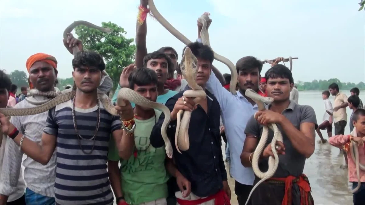 Setki ludzi wzięło wzięło udział w paradzie z wężami w mieście Samastipur na wschodzie Indii. Wierni wykorzystywali zwierzęta w ceremonii odpędzenia złej karmy i omenów. Gady są poławiane lub wykopywane z rzeki, a następnie przetrzymywane przez dwa tygodnie w dziurach w ziemi. Obrzęd ma miejsce w czasie pory monsunowej, w piątym miesiącu hinduskiego kalendarza.