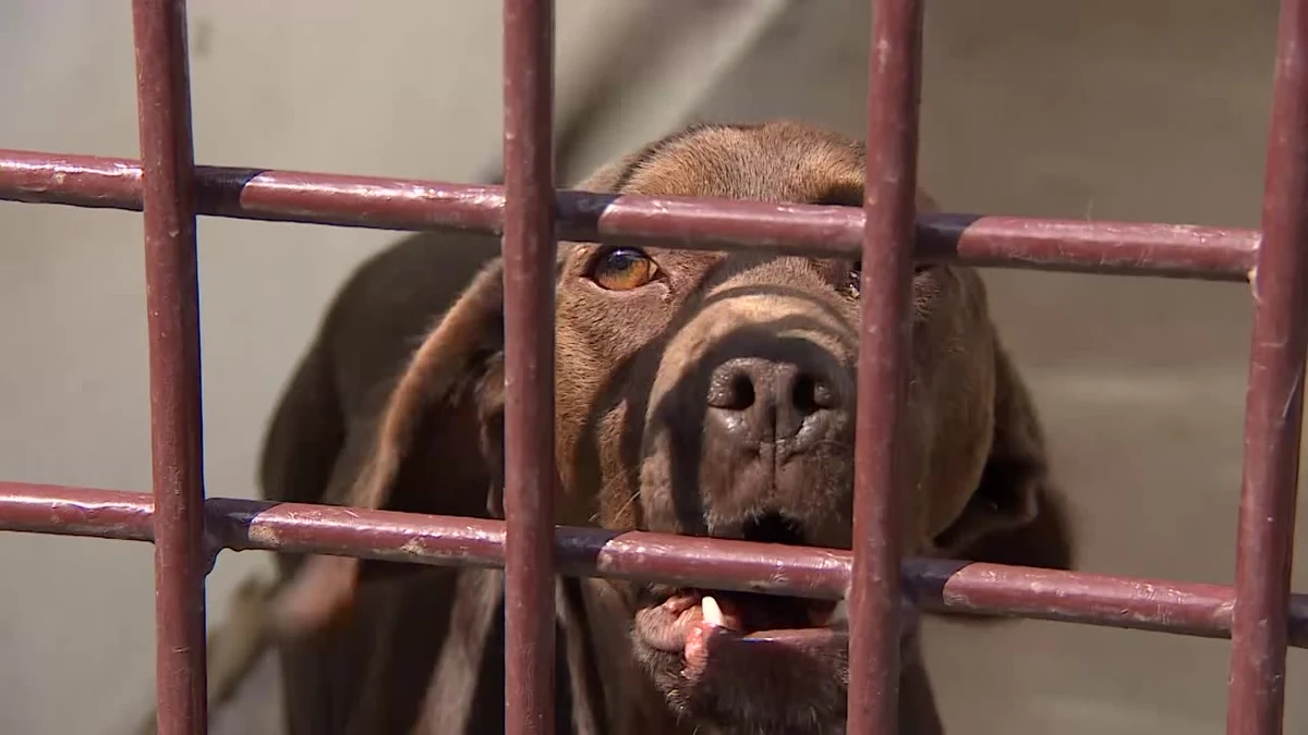 W schronisku dla zwierząt wakacje oznaczają jedno: niekończący się korowód właścicieli, którzy pod różnymi pretekstami chcą pozbyć się swoich zwierzaków. Bo te zawadzają w letnich wojażach. W lipcu w krakowskim schronisku padł niechlubny rekord – jednego dnia trafiło tam aż 41 psów. 