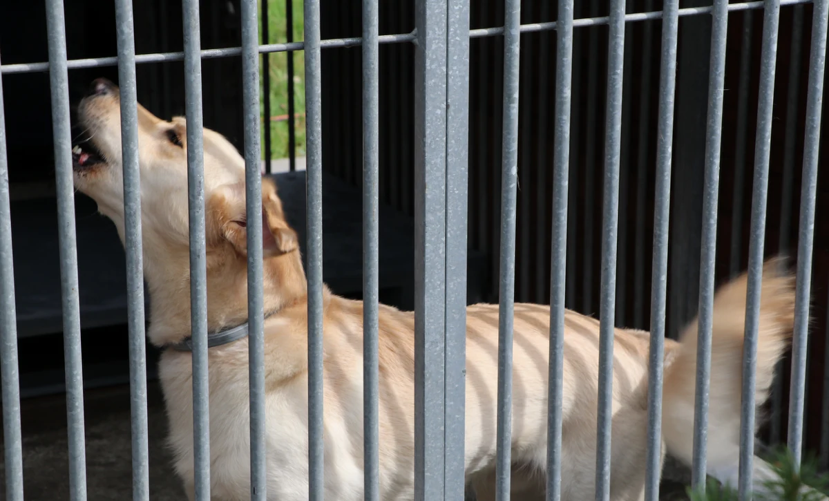 W ciągu zaledwie kilku ostatnich tygodni - od początku sezonu urlopowego - do krakowskiego schroniska trafiło ponad 300 zwierząt. Niechlubny rekord padł, gdy jednego dnia porzucono tam aż 41 czworonogów!