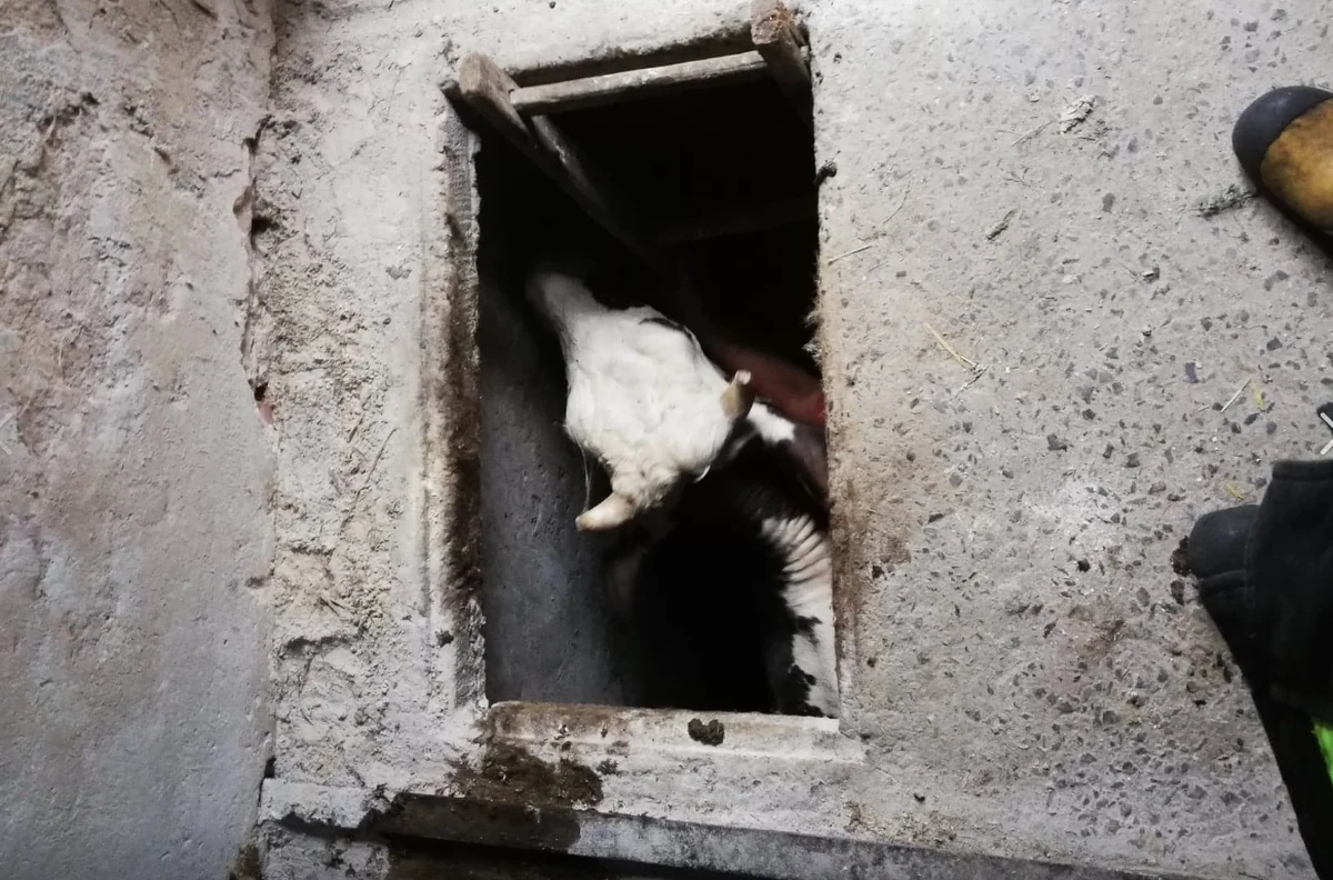 15 strażaków ratowało krowę, która wpadła do piwnicy w jednym z gospodarstw w miejscowości Pijanów w powiecie Koneckim (woj. świętokrzyskie). Ze zgłoszenia wynikało, że zwierzę znajduje się na głębokości około dwóch metrów. 