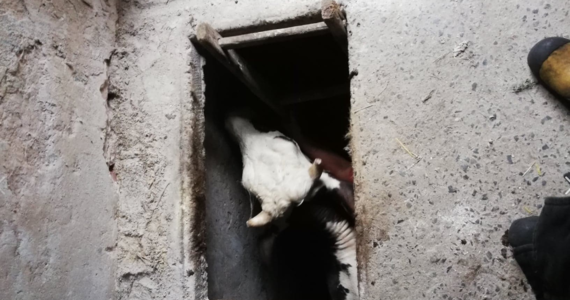 15 strażaków ratowało krowę, która wpadła do piwnicy w jednym z gospodarstw w miejscowości Pijanów w powiecie Koneckim (woj. świętokrzyskie). Ze zgłoszenia wynikało, że zwierzę znajduje się na głębokości około dwóch metrów. 