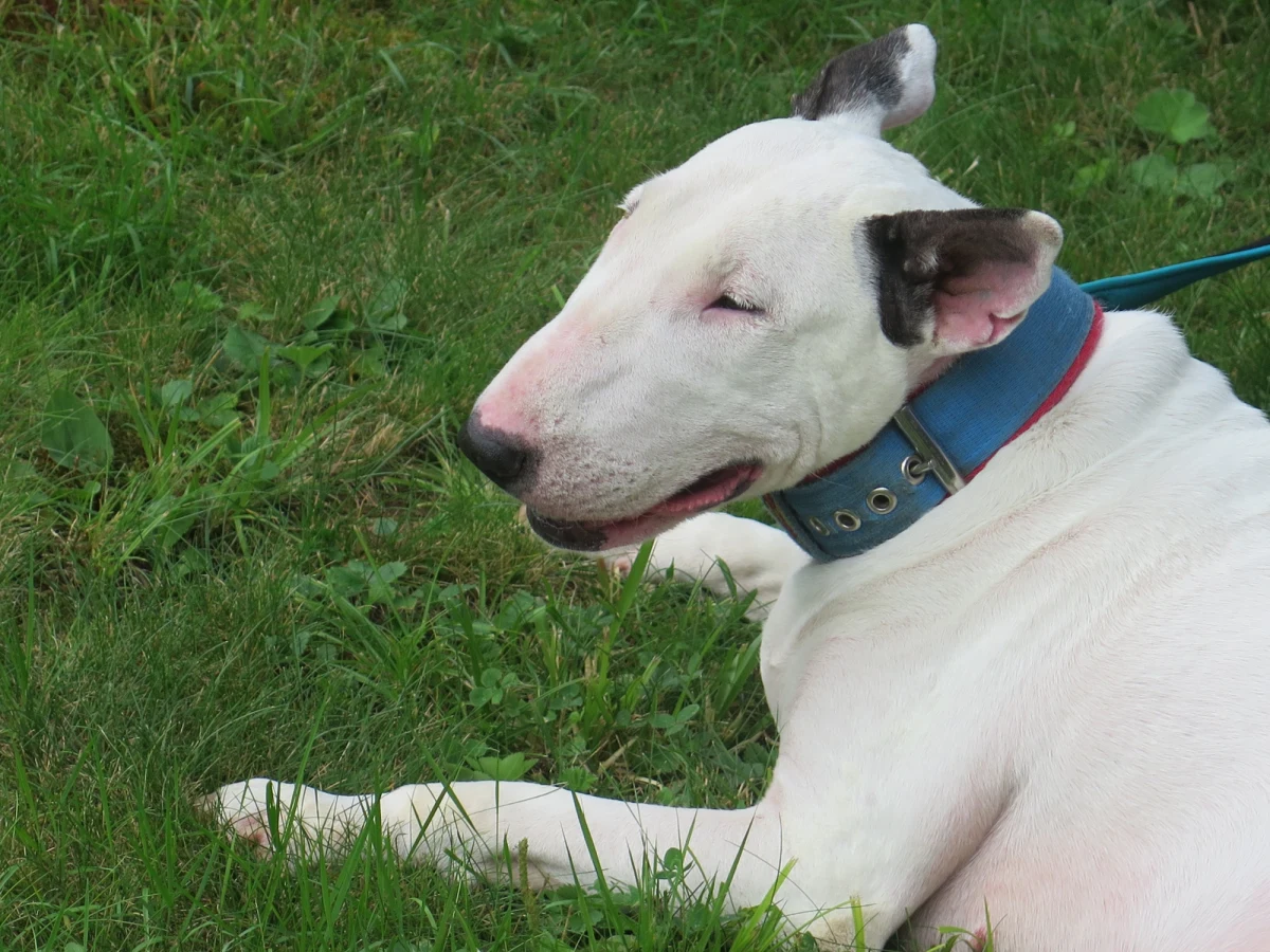 Strażnicy Tatrzańskiego Parku Narodowego i policjanci uwolnili wycieńczonego psa, zamkniętego w samochodzie zaparkowanym przy drodze do Morskiego Oka. Bez tej interwencji starsza pitbulka nie miała szans na przeżycie