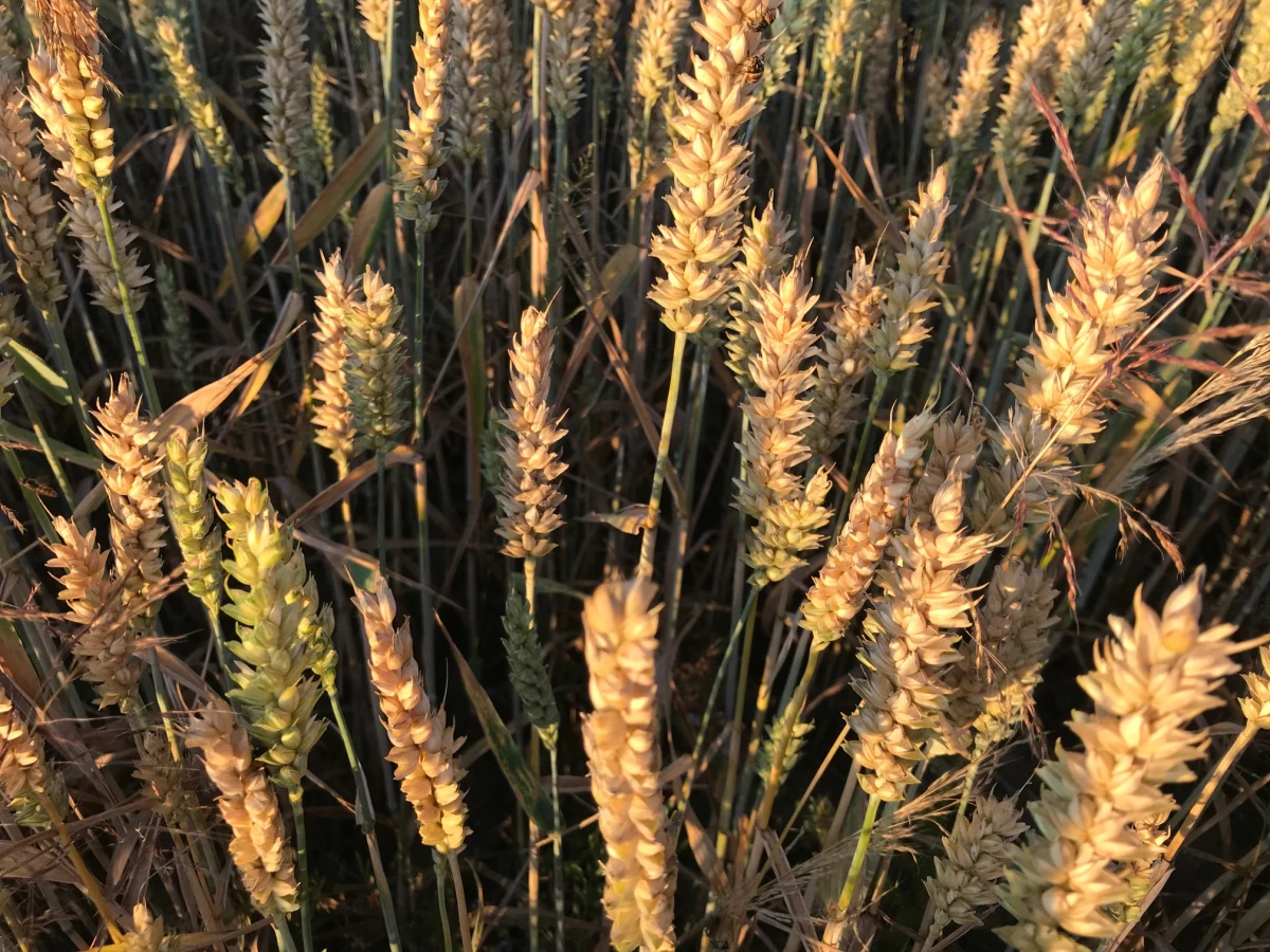 Ogromne straty po wczorajszym pożarze zboża na Opolszczyźnie. Do wieczora strażacy walczyli z ogniem w Chróścinie.