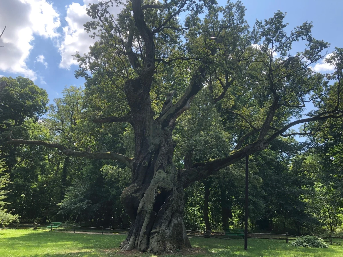 Najstarszy znany dąb w Polsce rośnie w Rogalinie pod Poznaniem. Rus może mieć ponad 800 lat. 