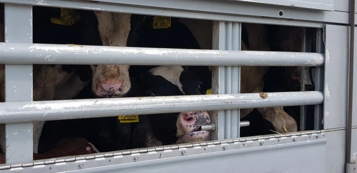 Przymusowym rozładunkiem zwierząt zakończyły się kontrole dwóch pojazdów przewożących młode cielęta z Litwy do jednego z portów nad Adriatykiem. Pojazdy zostały zatrzymane przez inspektorów WITD w Katowicach na autostradzie A1. 