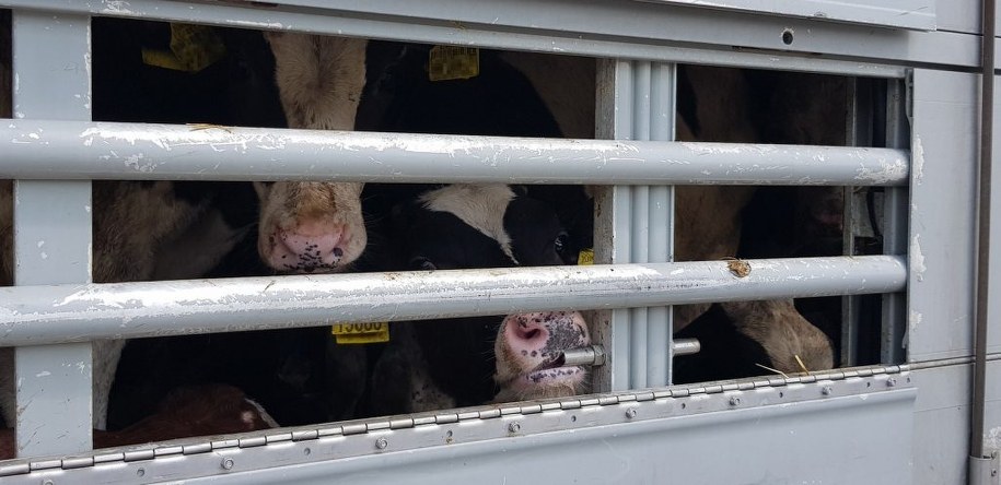 /Foto: katowice.witd.gov.pl /