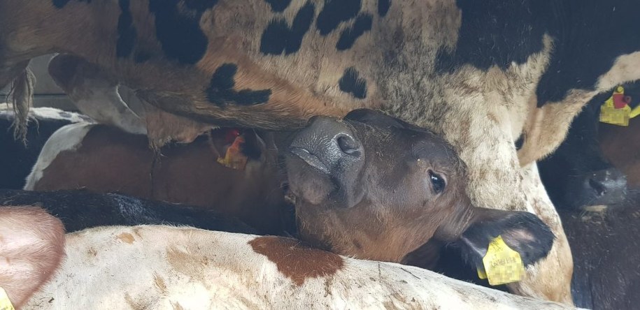 /Foto: katowice.witd.gov.pl /