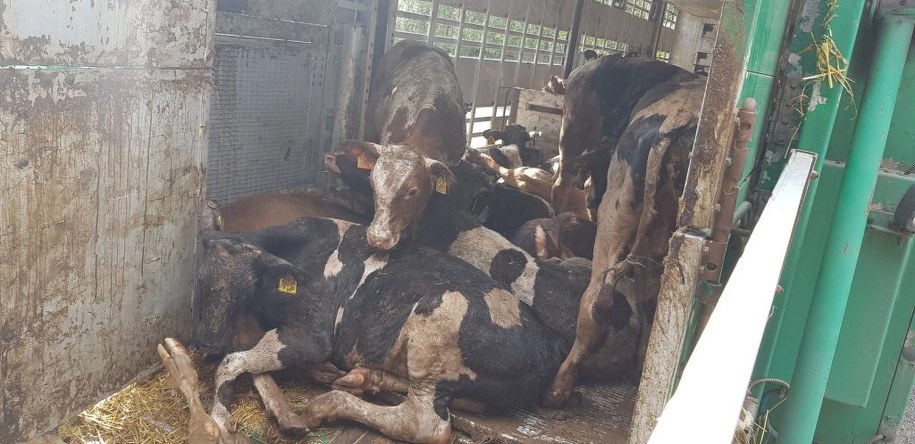 /Foto: katowice.witd.gov.pl /