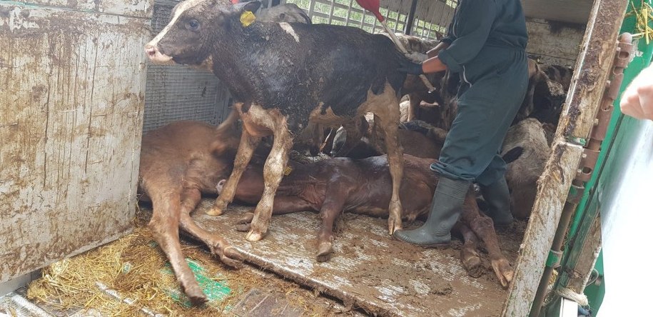 /Foto: katowice.witd.gov.pl /