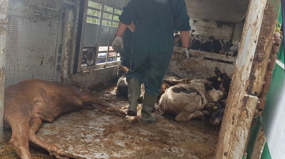 /Foto: katowice.witd.gov.pl /