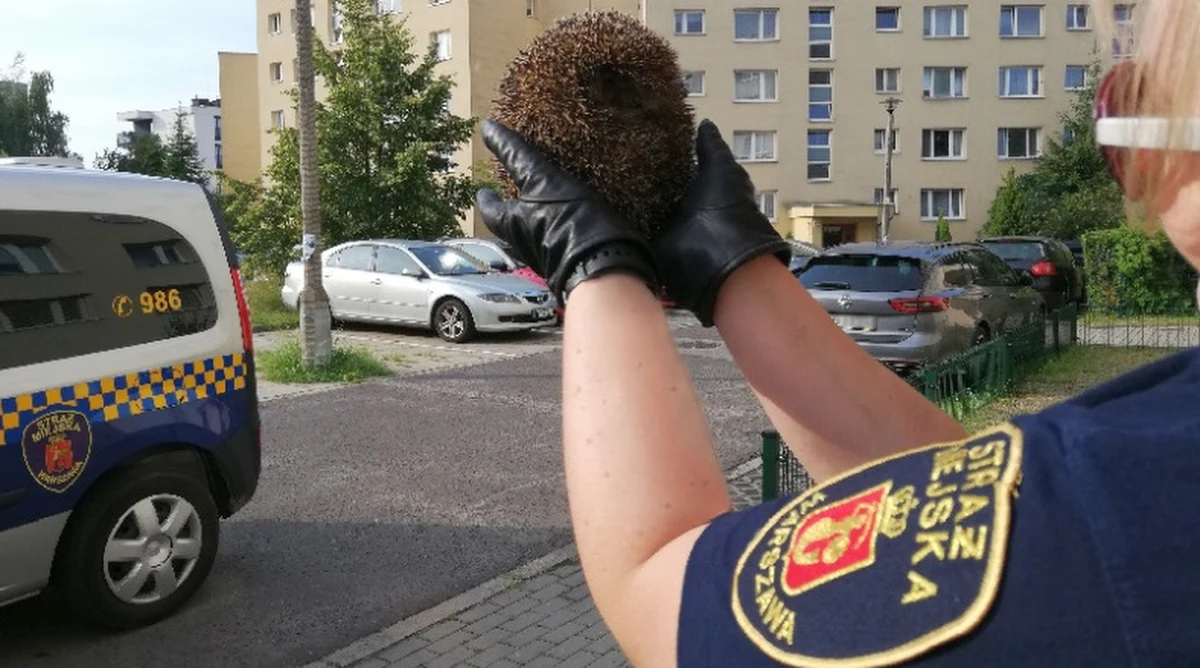 Warszawska straż miejska uratowała jeża, który utknął w ogrodzeniu przy ul. Sosnowieckiej. Na szczęście zwierzak nie odniósł żadnych obrażeń. 