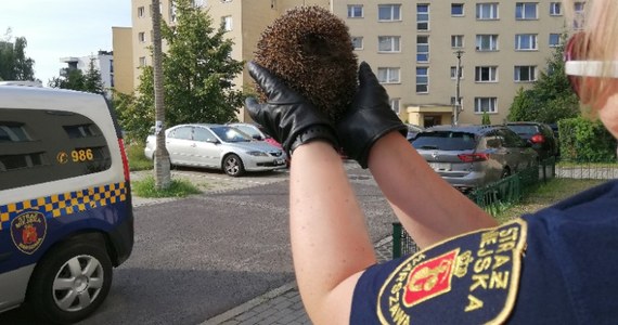 Warszawska straż miejska uratowała jeża, który utknął w ogrodzeniu przy ul. Sosnowieckiej. Na szczęście zwierzak nie odniósł żadnych obrażeń. 