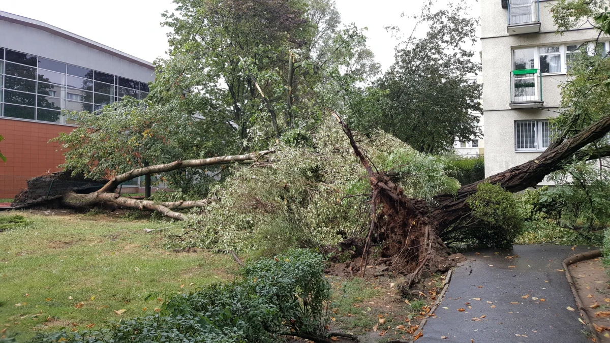 W związku z burzami, jakie przechodziły w Poniedziałek nad Polską w całym kraju trwa usuwanie skutków nawałnic. Większość akcji strażaków dotyczy usuwania powalonych przez wichurę drzew i połamanych konarów oraz odpompowywania wody z zalanych piwnic.