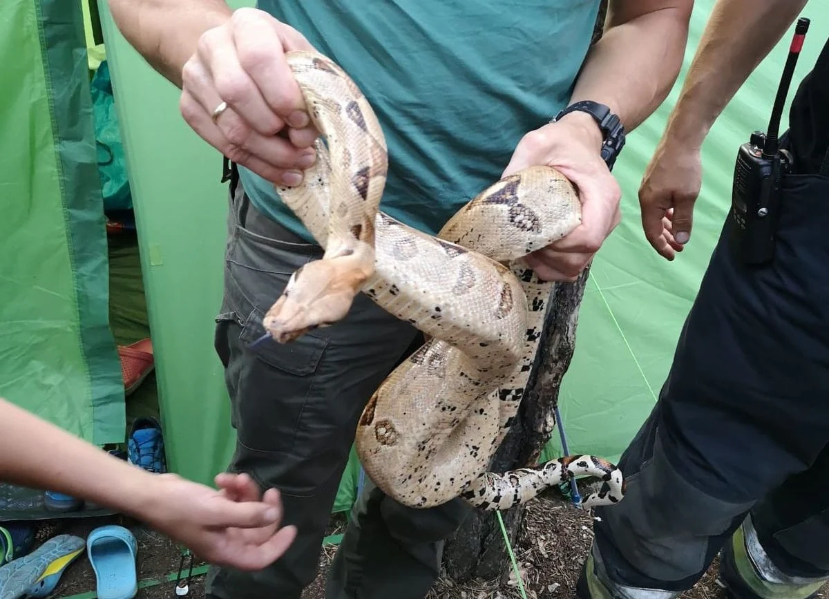 Dwa węże boa dusiciele o rozmiarach 180 i 40 cm znaleźli w swoim namiocie na jednym z gdańskich kempingów turyści z Czech. Gady przywiózł na kemping mieszkaniec Łodzi. Policja ustala, jak węże opuściły klatkę i czy ich właściciel ma pozwolenie na ich hodowlę.