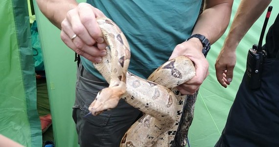 Dwa węże boa dusiciele o rozmiarach 180 i 40 cm znaleźli w swoim namiocie na jednym z gdańskich kempingów turyści z Czech. Gady przywiózł na kemping mieszkaniec Łodzi. Policja ustala, jak węże opuściły klatkę i czy ich właściciel ma pozwolenie na ich hodowlę.