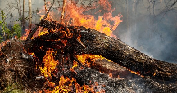 Powierzchnia leśnych pożarów w Rosji wynosi obecnie 2,7 mln ha - poinformowało we wtorek rosyjskie ministerstwo ds. zasobów naturalnych i ekologii. W kilku regionach wprowadzono stan nadzwyczajny.