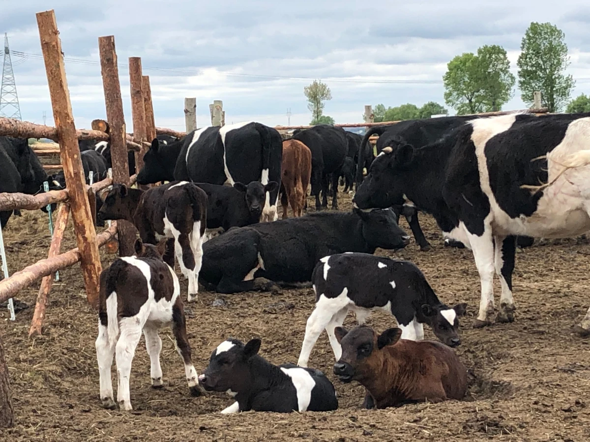Kiedy w pierwszej połowie czerwca minister rolnictwa wstrzymał decyzję o uboju około 180 sztuk bydła, które od lat żyje na łąkach w okolicach Deszczna w Lubuskiem, wszystko wskazywało, że sprawa niebawem znajdzie swój finał. Stado miało trafić do jednego z państwowych gospodarstw rolnych, ale zaprotestowali społecznicy. Chcieli, by krowy trafiły w bezpieczne dla nich miejsce, gdzie będą miały zagwarantowany dożywotni spokój, unikną kiepskich warunków, ale przede wszystkim unikną śmierci. Takie miejsce miał zagwarantować rolnik z okolic Czarnocina w Zachodnipomorskiem. Okazało się jednak, że transport bydła jest niemożliwy. 