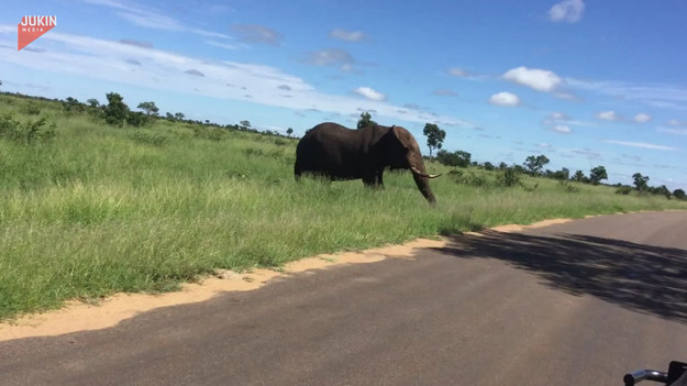 Turyści przejeżdżali przez safari, gdy przy drodze stanął ogromny słoń. Stał on nieruchomo dopóki ci nie go minęli. Wtedy ssak ruszył za nimi w pogoni. 