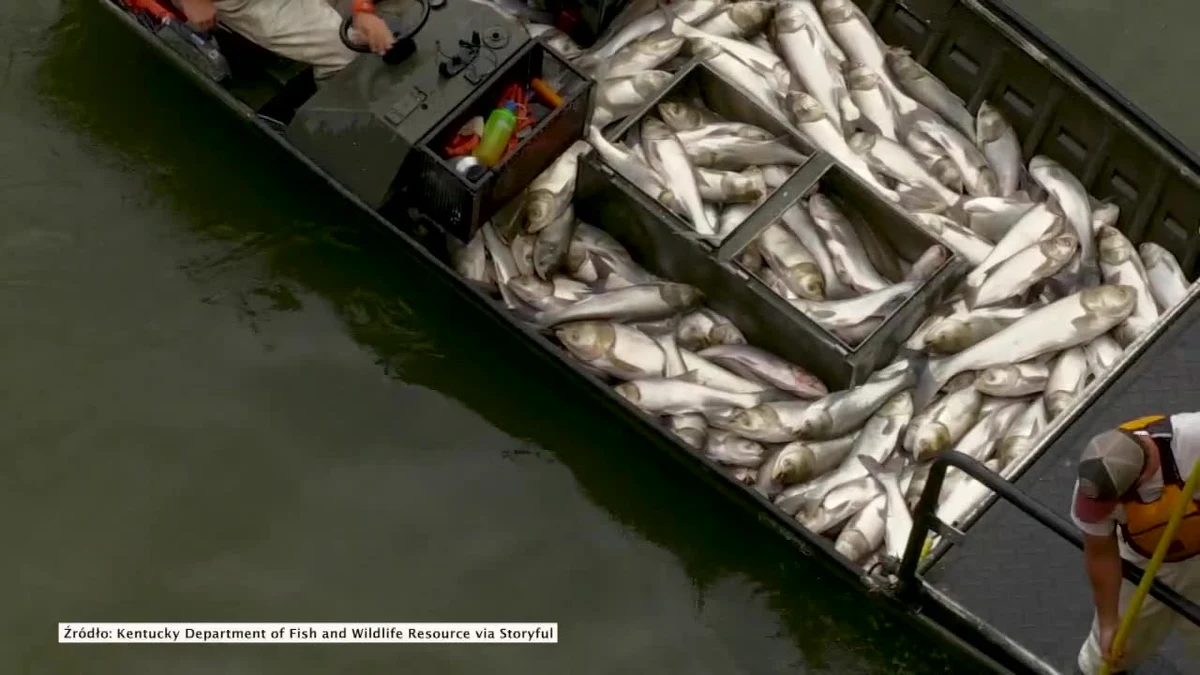 Zespół naukowców z Departamentu ds. Ryb i Przyrody w stanie Kentucky użył prądu, aby ogłuszyć setki karpi azjatyckich w pobliżu zapory Barkley na Jeziorze Kentucky. Zdarzenie miało miejsce na Grand Rivers w Kentucky, USA. Rażone prądem ryby wyskoczyły z wody, a naukowcy złapali je przy pomocy podbieraków i umieścili na swojej łodzi. Zwierzęta mają posłużyć do badań koniecznych przy budowie bioakustycznego ogrodzenia, regulującego swobodne przemieszczanie się gatunku po akwenach wodnych. Według władz, karp azjatycki zagraża przemysłowi rybnemu w regionie, ponieważ jego obecność znacząco zmniejsza ilość pożywienia dostępnego dla lokalnych gatunków ryb.