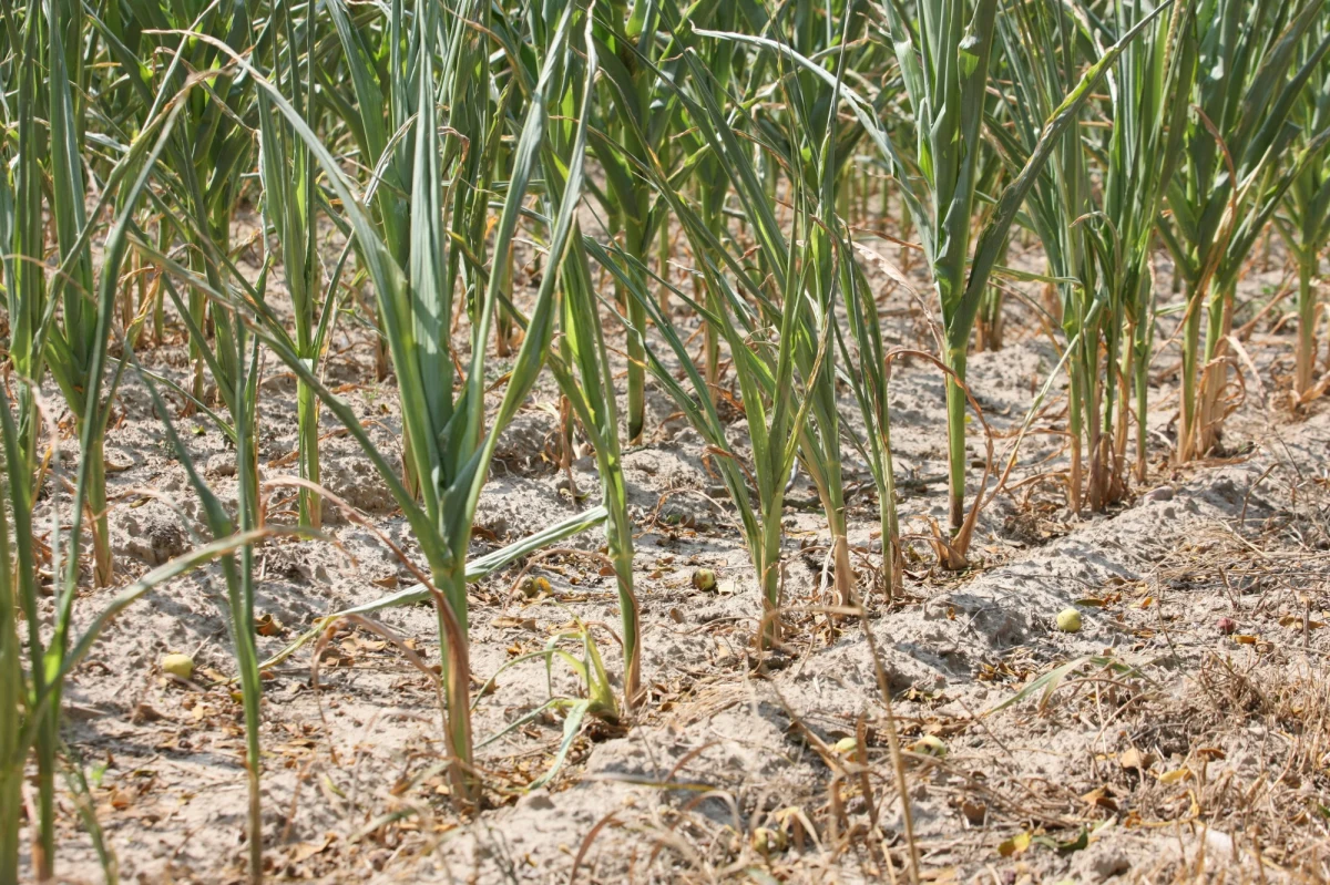 W przyszłym tygodniu rozpoczną się ogólnopolskie konsultacje, które mają dać odpowiedź na pytanie, jak przeciwdziałać suszy. Z najnowszych informacji Ministerstwa Gospodarki Morskiej i Żeglugi Śródlądowej wynika, że Polska jest obecnie wśród krajów o najmniejszych zasobach wody w Unii Europejskiej. Stan suszy rolniczej wystąpił w czasie tych wakacji na terenie czternastu województw. Większość rzek ma bardzo niski poziom.