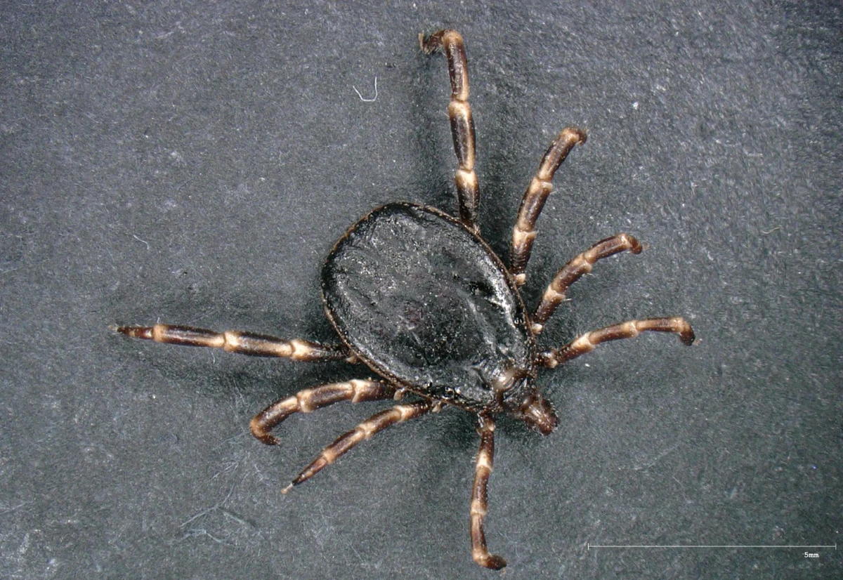 Uważajcie na kleszcze-giganty w lasach Riwiery Francuskiej! – apelują do turystów tamtejsze władze. Chodzi o 2-centymetrowe kleszcze wędrowne, które mogą roznosić śmiertelne choroby.