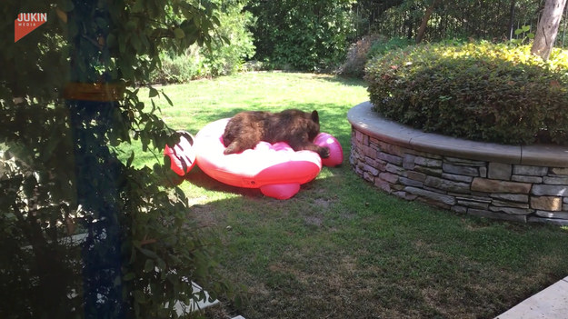 Rodzina za oknem miała okazję obserwować walkę niedźwiadka z ich różowym flamingiem, który używali na basenie. Finał?