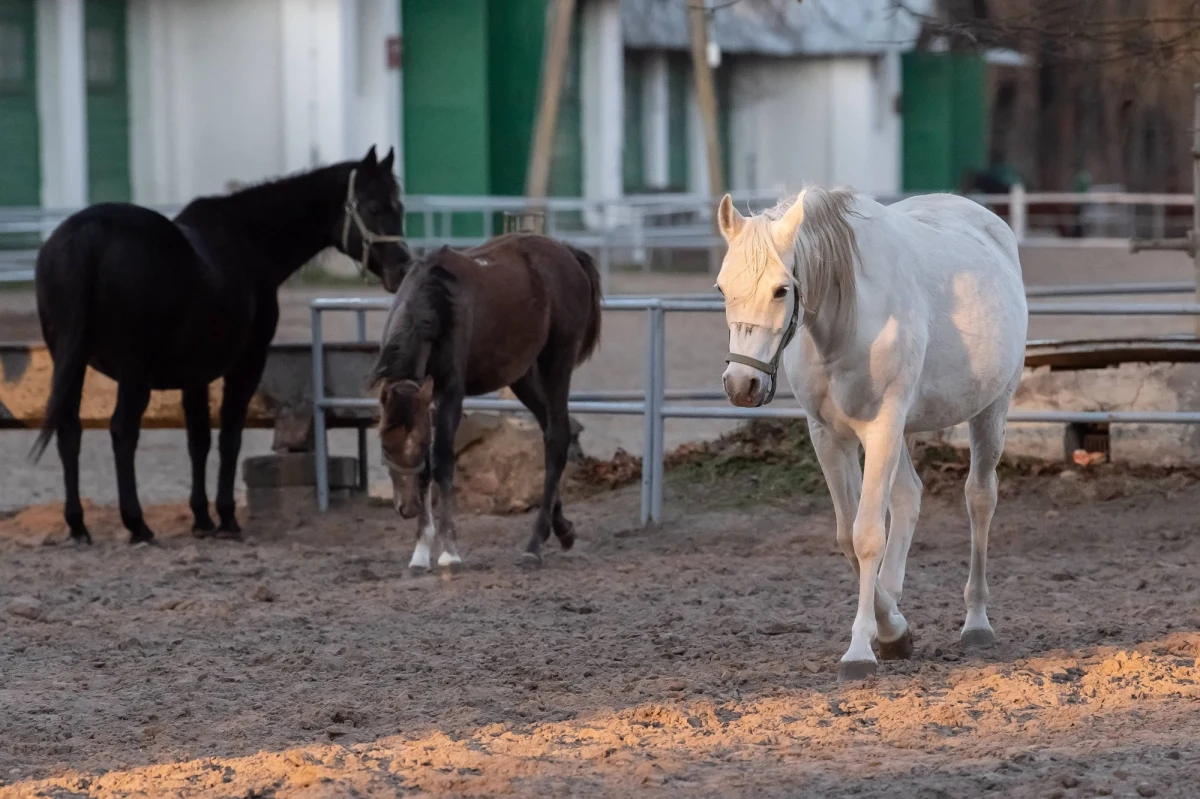 Prestiżowa stadnina koni arabskich w Janowie Podlaskim skończyła 2018 rok ze stratą rzędu 3 mln 273 tysięcy złotych – wynika z dokumentów, do których dotarł dziennikarz RMF FM Paweł Balinowski. Wyniki kontroli przeprowadzonej w hodowli wskazują też na skandaliczne warunki, w których przebywa żyjące tam bydło.