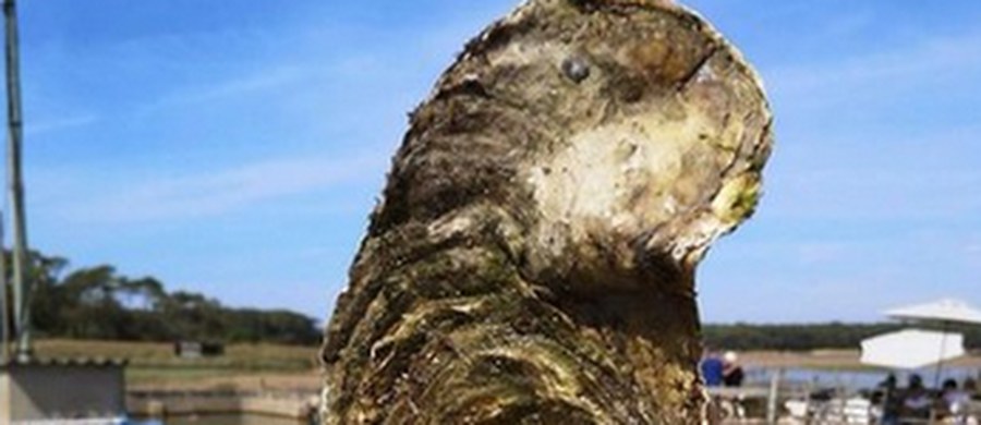Olbrzymią ostrygę wyłowiono z Atlantyku u zachodnich wybrzeży Francji. Waży blisko półtora kilograma. Według specjalistów, mogłaby stanowić wyśmienitą kolację, nawet dla całej rodziny. 