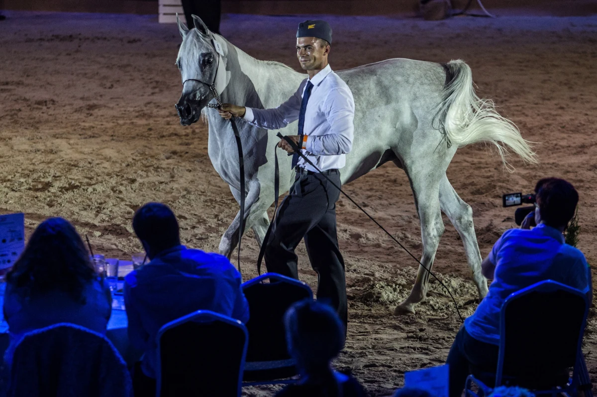 14 koni za łączną kwotę 1 mln 396 tys. euro wylicytowano na 50. aukcji koni arabskich Pride of Poland w Janowie Podlaskim (Lubelskie). Najwyższą cenę, 400 tys. euro, osiągnęła klacz Galerida wyhodowana w stadninie w Michałowie.