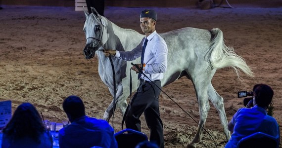 14 koni za łączną kwotę 1 mln 396 tys. euro wylicytowano na 50. aukcji koni arabskich Pride of Poland w Janowie Podlaskim (Lubelskie). Najwyższą cenę, 400 tys. euro, osiągnęła klacz Galerida wyhodowana w stadninie w Michałowie.