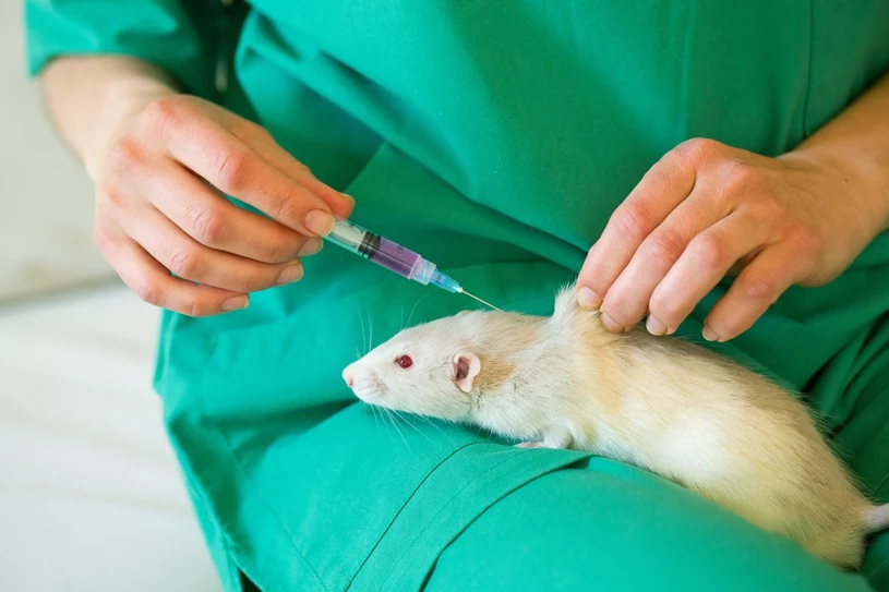 Przełomowy implant rdzenia kręgowego. Pomoże sparaliżowanym stanąć na nogi