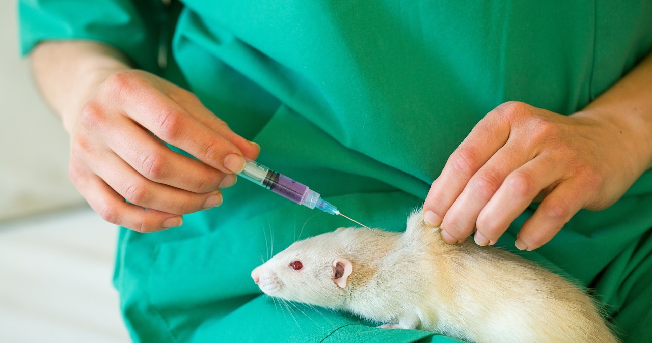 Przełomowy implant rdzenia kręgowego. Pomoże sparaliżowanym stanąć na nogi