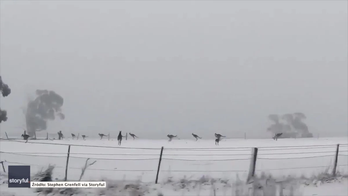 Stado kangurów skocznym krokiem przemieszczało się po zaśnieżonym polu. Taki widok uwiecznił kierowca w okolicy miasta Curraweela w południowo-wschodniej części Australii. 