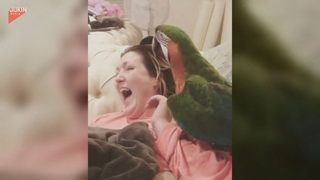 Papuga chcąc obudzić właścicielkę wskoczyła na jej ramie. I wtedy się zaczęło... Oglądajcie. 