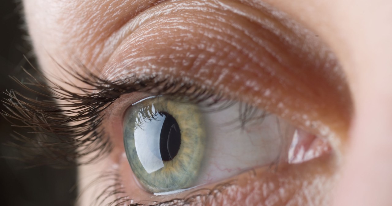 Dlaczego jest tyle rodzajów oczu? Odkrycie w symulatorze ewolucji