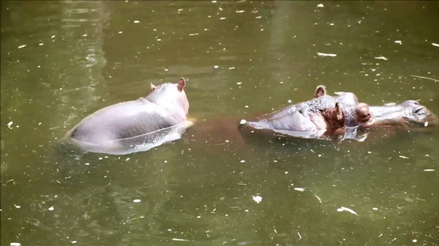 Amnéville Zoo w pobliżu Metz, jedno z największych ogrodów zoologicznych w Europie, zarejestrowało w ostatnich miesiącach prawdziwy "baby boom". Na świat przyszły m.in. mandryl, wilki i hipopotam.