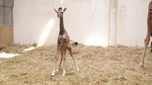 Francuskie zoo Beauval świętowało narodziny swojej pierwszej żyrafy. Nazwano ją Kimia. Zwierzę ma już 1,60 m wzrostu i waży 56 kg. To szósty członek grupy żyraf siatkowanych, do której należy jej matka Baya. Gatunek ten jest zagrożony. 
Żyrafa siatkowana charakteryzuje się dużymi, brązowymi łatami na białym tle. Ich wzór tworzy charakterystyczną siatkę, od której wzięła się nazwa. 