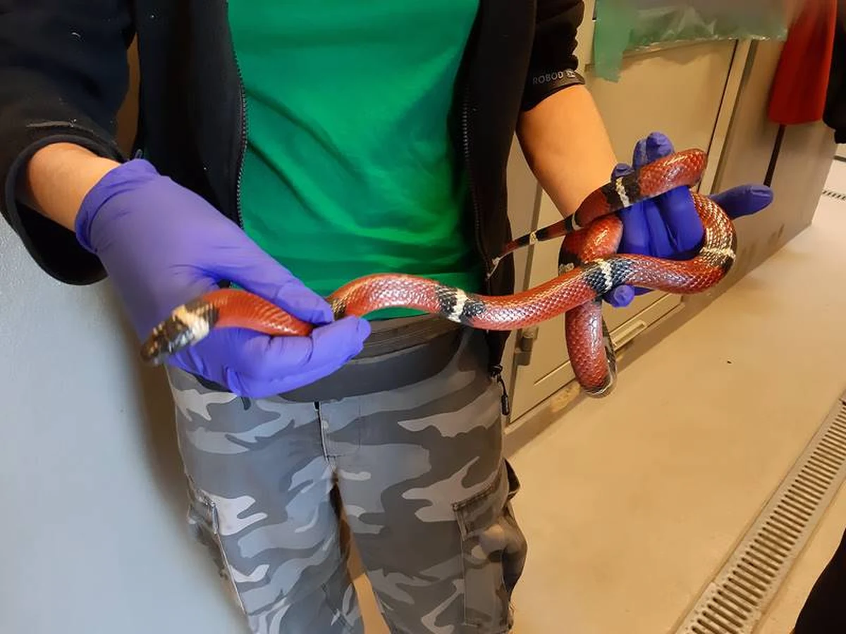 Warszawscy strażnicy miejscy zostali wezwani do wynajmowanego przez obcokrajowców mieszkania, w którym zastali nieproszonego lokatora- węża. Zwierzę zostało odłowione przez Eko Patrol.  