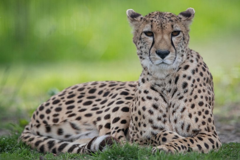 Gepard Rośliny i zwierzęta - najważniejsze informacje