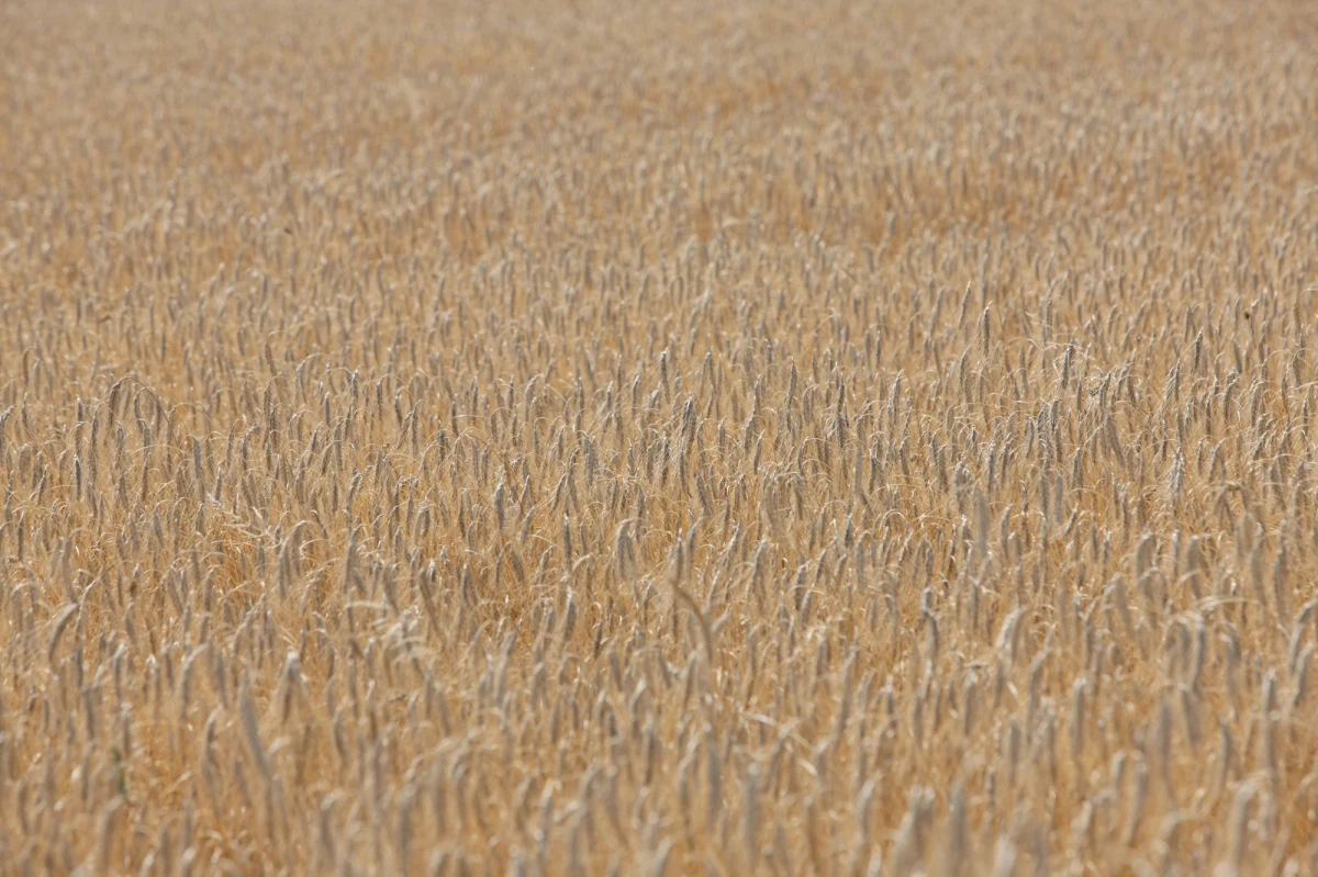 Susza dotknęła 1200 gmin w Polsce, a straty to co najmniej 1,8 mld złotych – wynika z najnowszych danych Krajowej Rady Izb Rolniczych. Resort rolnictwa zapowiada, że pierwsze odszkodowania będą wypłacane, gdy skończy się szacowanie strat, czyli najwcześniej za kilka tygodni.  