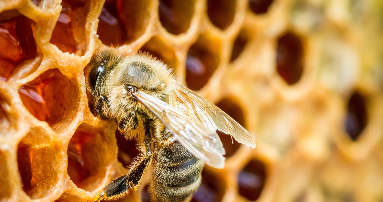 Brytyjscy naukowcy przyznają, że pomagali ukraińskim pszczelarzom w opracowaniu innowacyjnych opakowań woskowych do łatwo psującej się żywności, które mają chronić ją na wypadek przerw w dostawie czy braku prądu wywołanych rosyjskimi atakami.